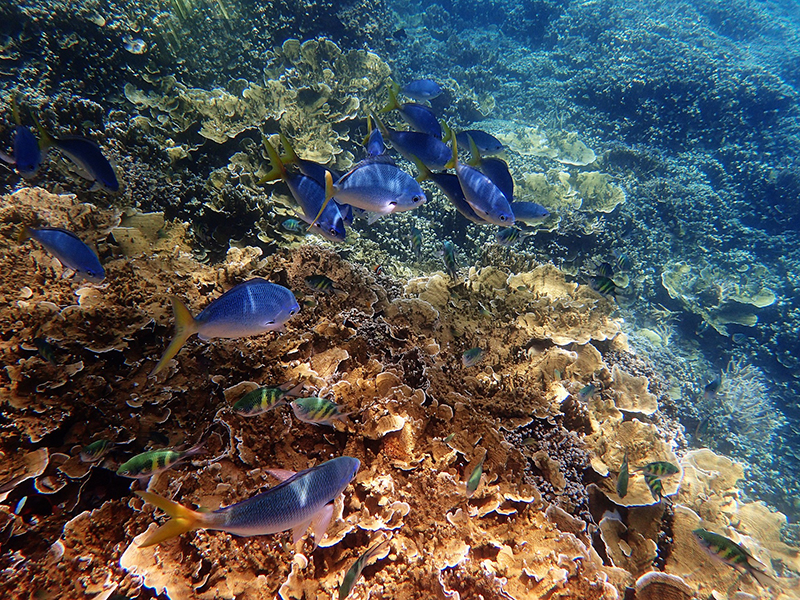 barrier_reef